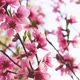 Blossoming Fruit Tree in Spring Breeze - VideoHive Item for Sale