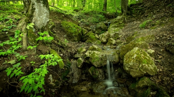 Waterfall Rill Lash Down. Green Forest Tree