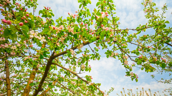 Apple Tree With Flowers