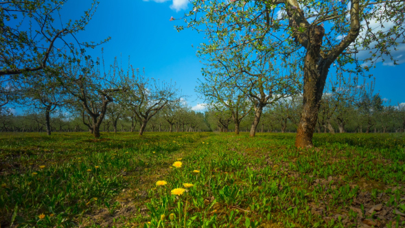 Spring Apple Garden With Flowers And Dandelions