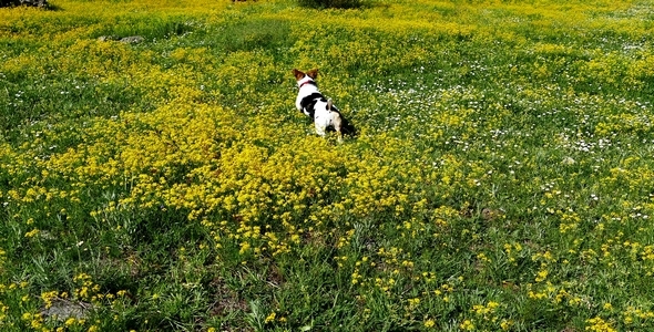 Jack Russell Terrier 5