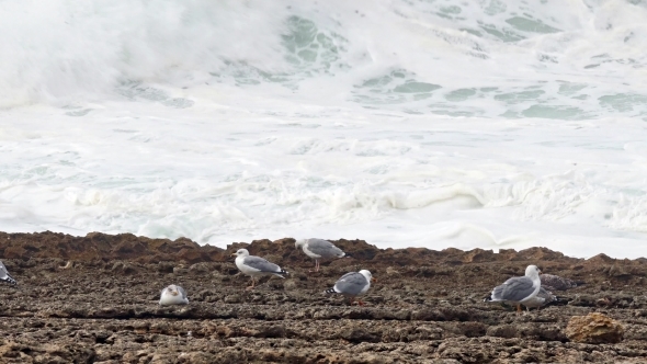Sea Gull Sitting On a Rock