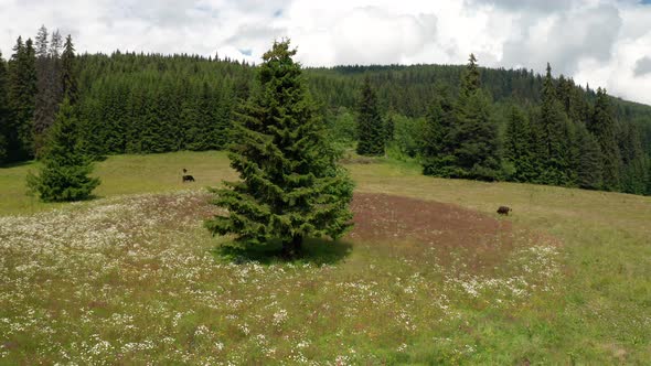 Video of a picturesque summer meadow with meekly grazing cows