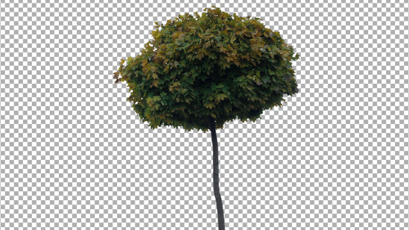 Real Tree Isolated on the Wind 48 Autumn