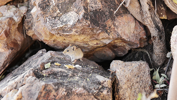 Mouse Eating Food