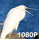 Snowy Egret Yawns on the Shore - VideoHive Item for Sale