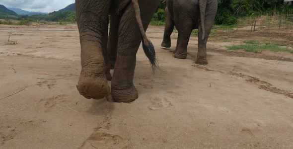 Elephants Feet Walking