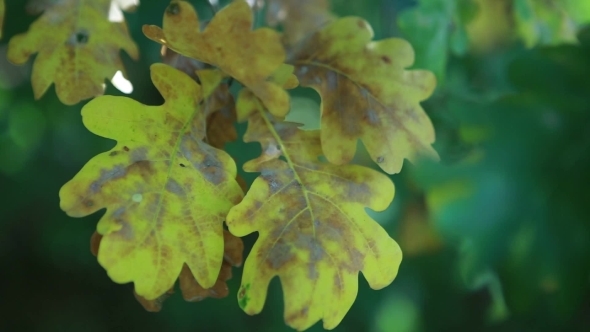 Yellowed Leaves Of Oak Reeling Wind