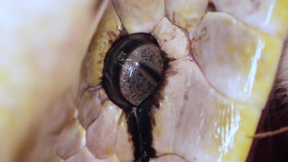 Macro Close up of a reticulated python's eye