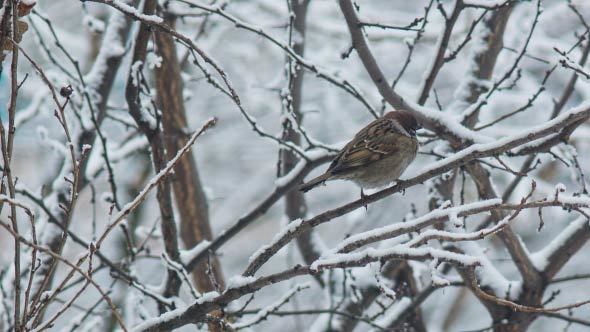 Sparrow On A Branch In Winter-time