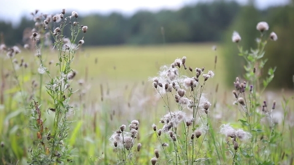 Wind Blows Off Feathery Pappus And Overblown Field