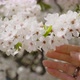 Hand of Woman Touches Tender White Flowers Blooming on Tree - VideoHive Item for Sale