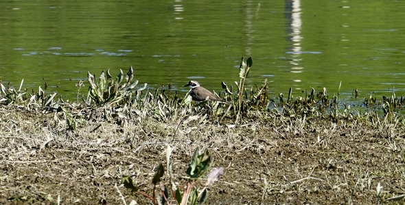 Little Ringed Plover (Charadrius Dubius) 1