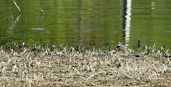 Little Ringed Plover (Charadrius Dubius) 2