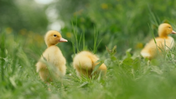 Several Ducklings On Green Grass