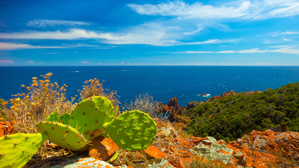 Mediterranean Sea, And Cactus