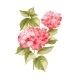 The Hortensia Flower - GraphicRiver Item for Sale