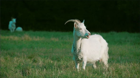 A White Goat with a Chain on its Neck Eating Grass