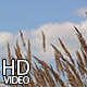 Ears Against the Sky - VideoHive Item for Sale