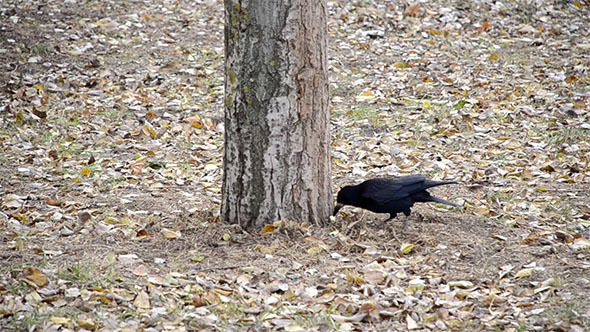 Crow is Looking For Food in the Fallen Leaves