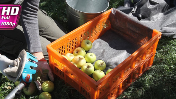 Careful Harvesting of Apples alt