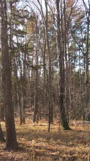 Vertical Video of a Beautiful Forest in the Afternoon Aerial View