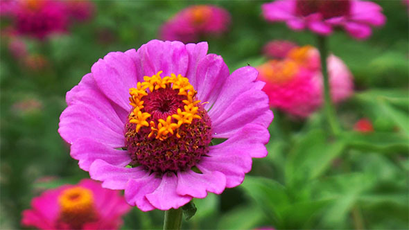 Purple Flower on a Background of Green Leaves