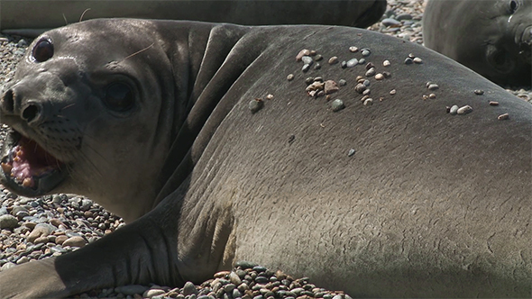 Seal Rookery