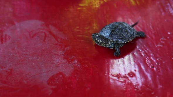 Little Turtle Moving on a Red Table
