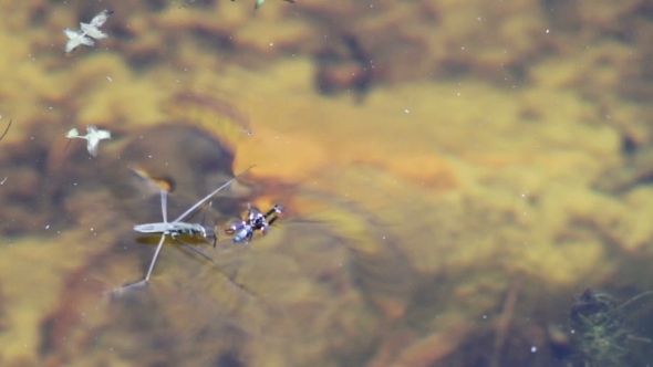 Water Striders On Water Eating Spider.