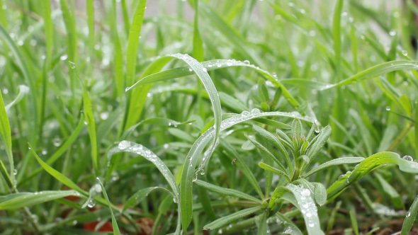 Fresh Grass After Rain With Water Drops.