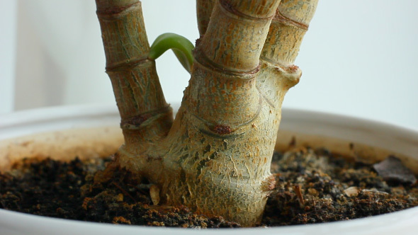 Watering Plant With Clear Water