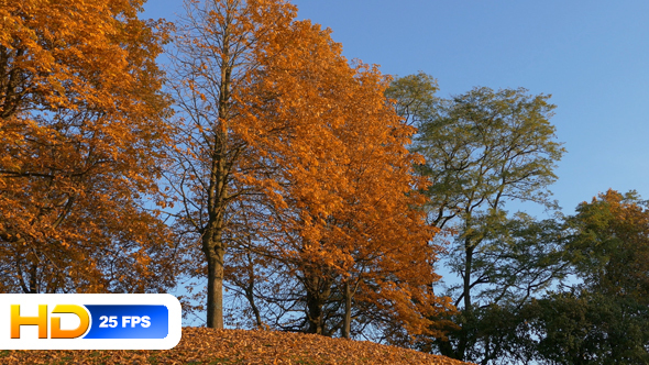 Autumnal Trees and Blue Sky