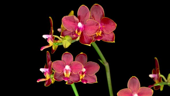 Blooming Red Orchid Phalaenopsis Flower