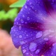 Blue Flower with Waterdrops - VideoHive Item for Sale