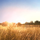 Sunset in Sweden - VideoHive Item for Sale
