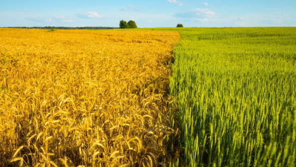 Ripe Wheat And Green Field