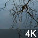 Winter Tree Reflection - VideoHive Item for Sale