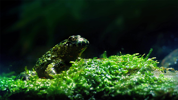 Small Frog In Tropical Rainforest