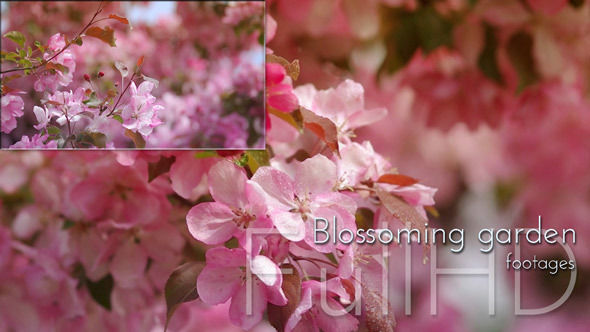 Blossoming Pink Flowers Garden