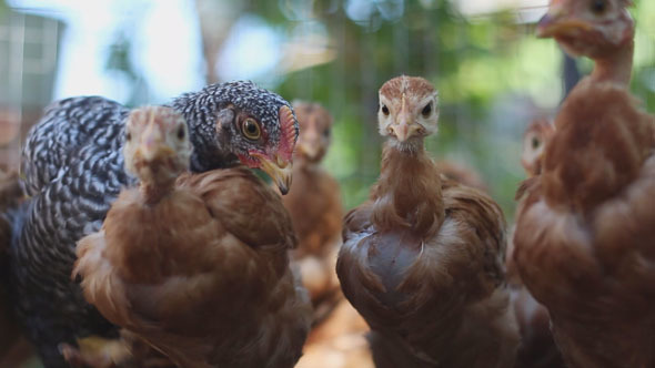 Hens in Cage