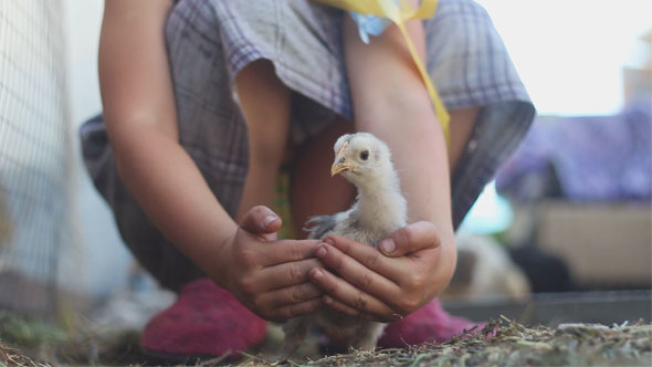 Girl Holding a Chicken
