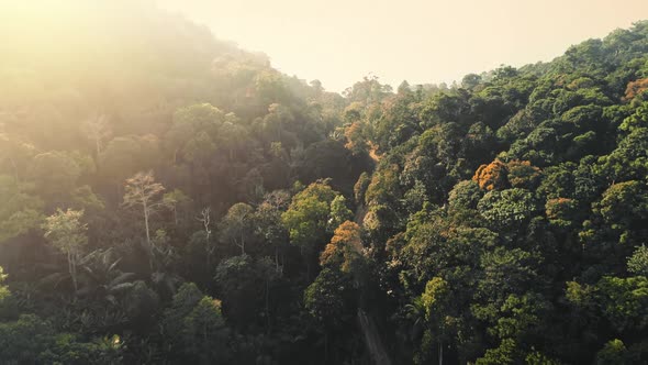 Sunset Wild Nature Green Forest Landscape on Tropical Kah Phangan Island in Thailand