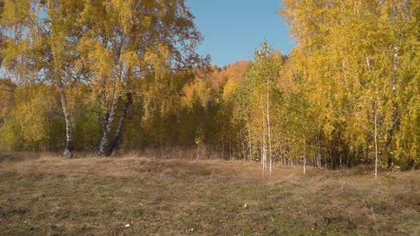 Fly between trees in the autumn forest