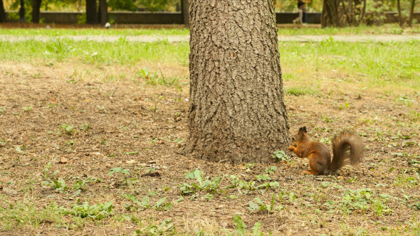 Squirrel Eats the Nut in the Park