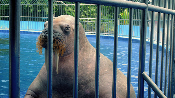Walrus Basks In Pool At The Zoo