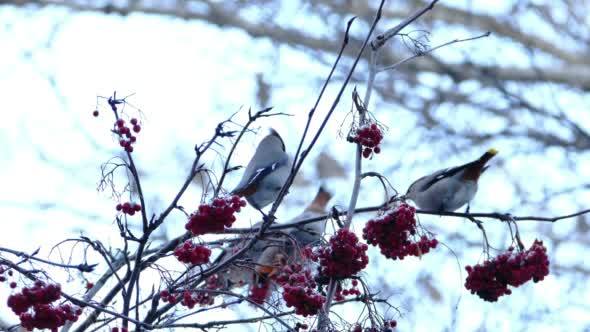 Bohemian Waxwing (Bombycilla Garrulus) Birds