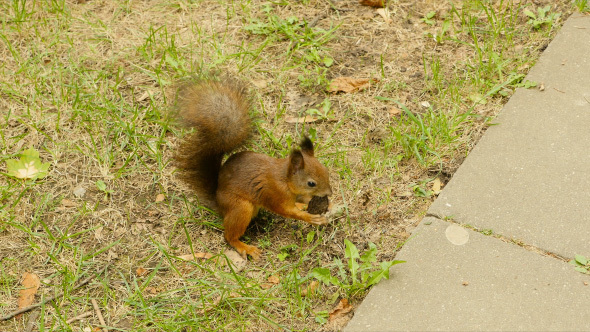 Hungry Squirrel