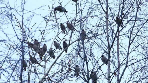 Bohemian Waxwing (Bombycilla Garrulus) Birds