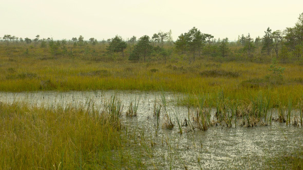 Trees and Grass in the Swamp